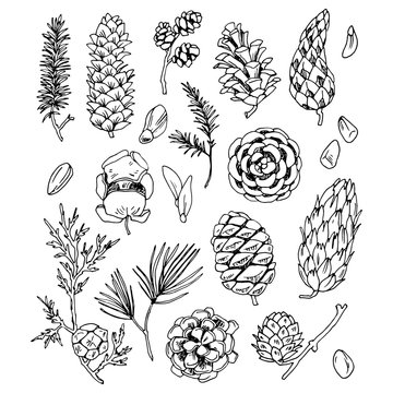 Different cones and seeds vector set.