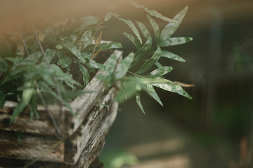 selective focus of green plant leaves in wooden box outdoors