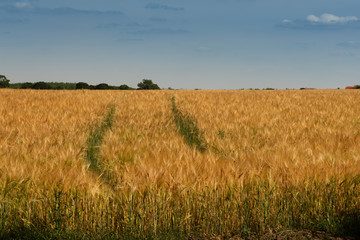 Tracks in a wheat field middle left