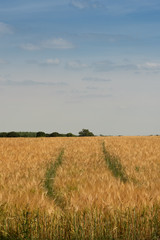Obraz premium Tracks in a wheat field - lower centre