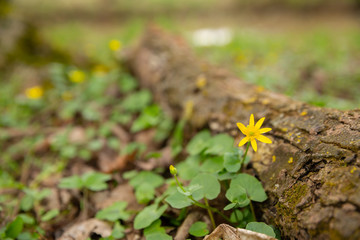 Frühblüher