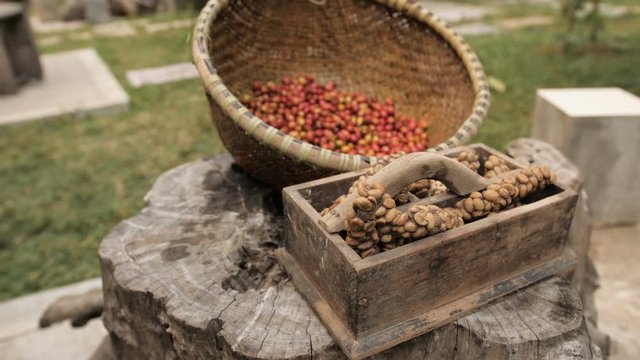 Raw Luwak coffee beans and part-digested coffee cherries eaten and defecated by the Asian palm civet. Ecological product in natural background.