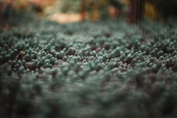 selective focus of pine branches with needles on blurred background