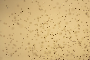 A lot of bees are flying.