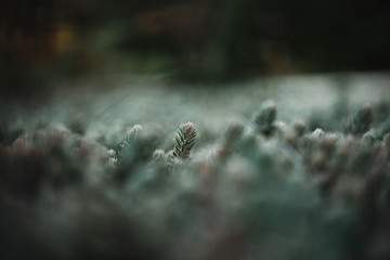 selective focus of pine branches with needles on blurred background