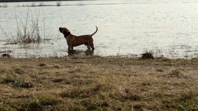 Hund im Wasser