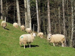 Milk Sheep -Steyrling - Austria