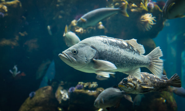 Blue Rockfish
