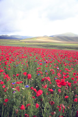 A magnificent sunrise in Castelluccio di Norcia. expecting more to the thousand colours of flowering 