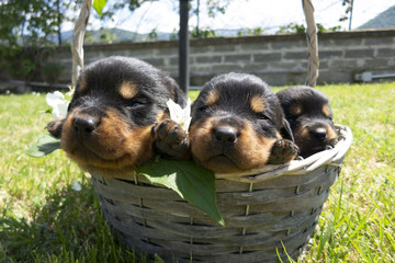 Little cute dogs having rest in a basket. Small rottweilers with closed eyes in the garden. Funny puppies of rottweiler