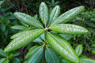 Rain drops on the rhododendron leaves.
