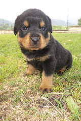 Beautiful small dog in the garden. Little rottweiler posing on the lawn. Cute puppy on the grass