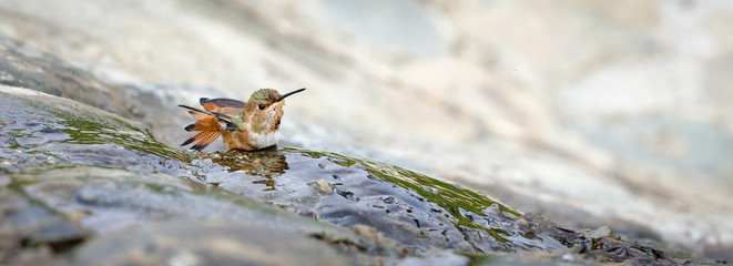 Allen's Hummingbird (Selasphorus sasin) bathing, tail feathers spread.  Thin sheet of water flows over green, moss covered rocks. © colloidial