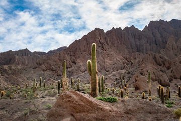 Cardones Cactus and Quebrada del Toro Mountains in Northern Salta Puna - Quebrada del Toro, Salta, Argentina