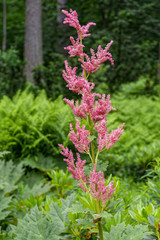 Pink Astilbe on natural blurred background.