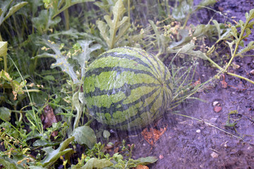 Watermelon in the rain. 