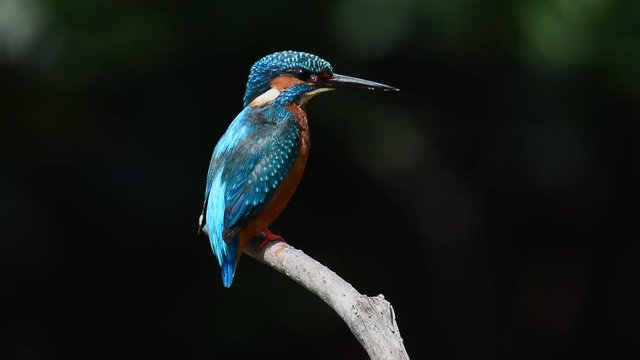 Colorful bird close up,rear and front view. Common Kingfisher male perching on branch shaking water off looking down for fish in a river turning from rear to front view with natural black background,h