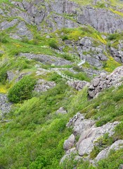 Fototapeta na wymiar steep outdoor staircase on a cliff surrounded by a lush green grass and Spring flowers, at Signal Hill St John's Newfoundland Canada