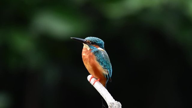 Colorful bird close up,side view. Common Kingfisher perching still on branch in the wind blowing feathers gently with natural black background,hd slow motion video.