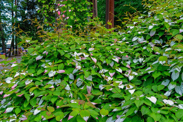 General view of colorful Actinidia kolomikta flowering plant, commonly known as variegated-leaf...