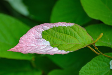 Colorful leaf of Actinidia kolomikta flowering plant, commonly known as variegated-leaf hardy kiwi.