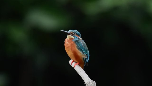 Colorful bird close up,side view. Common Kingfisher perching still on branch in the wind blowing feathers gently moving head back and forth opening mouth with natural black background,hd slow motion v
