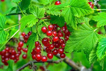 Bunches of ripe red currant edible berries on the bushes.