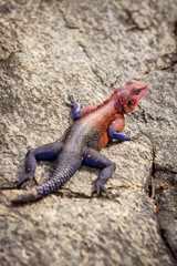 Agama lizard