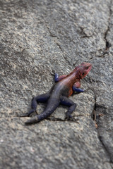 Agama Lizard