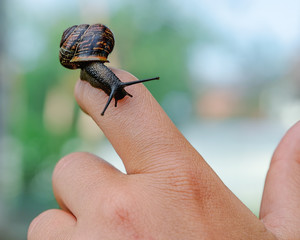 Garden snail on woman hand.