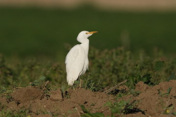 Kuhreiher, Nahrungssuche in frisch gepflügten Acker