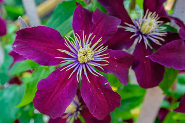 Dark purple clematis flowers.