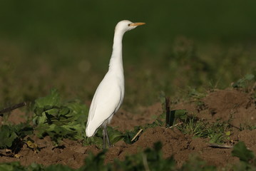 Kuhreiher, Nahrungssuche in frisch gepflügten Acker