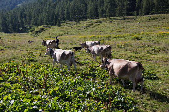 K&uuml;he auf der Alm