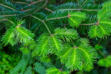 Young shoots on the branches of spruce.