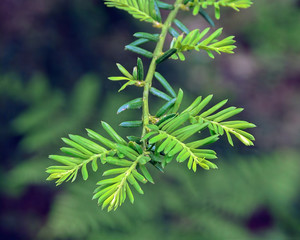 Branches of the evergreen coniferous plant.