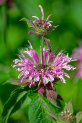 Monarda didyma flower in a garden