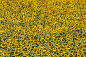 summer sunflower field 