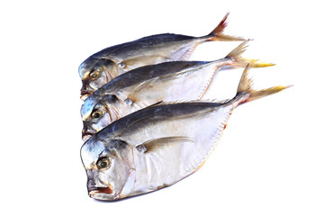 Three Vomero  fish  on a white background (isolated). Close up