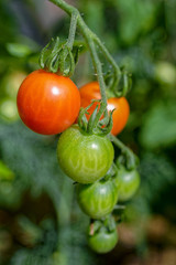 Close-up of homegrown tomatoes.