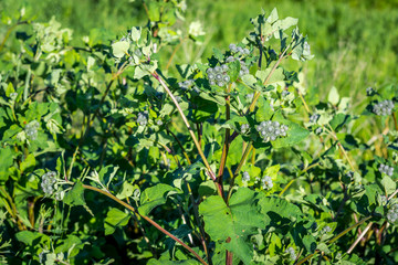 Green nature flowers