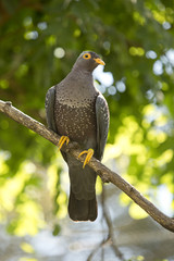 African olive pigeon or Rameron pigeon.(Columba arquatrix).
