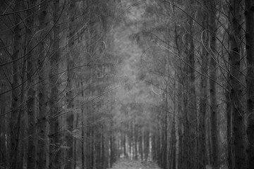 abstract, Green leaf pattern nature dark green background.