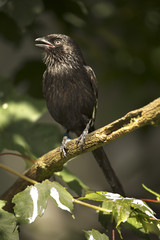 Magpie  Shrike (Corvinella melanoleuca). Urolestes melanoleucus.