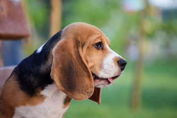 Beautiful Tricolor Puppy Of English Beagle. Portreit.