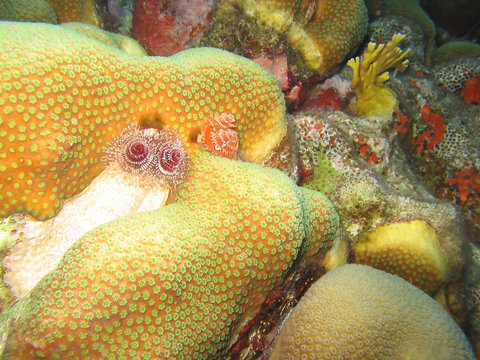 Coral Reef Bonair