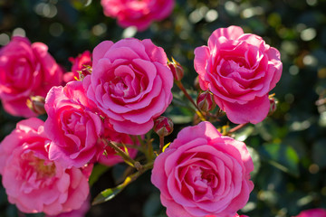 Beautiful pink roses in the garden