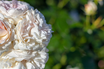 Beautiful white roses in the garden