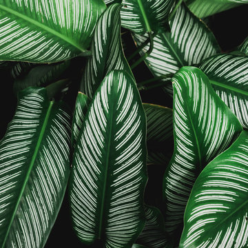 Abstract, Green Leaf Pattern Nature Dark Green Background.