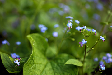 Vergissmeinnicht filigran